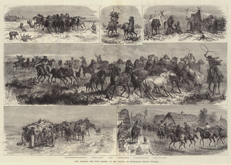 Życie wśród dzikich koni Puszty, czyli Węgierskiego Wrzosowiska autorstwa Johann Nepomuk Schonberg