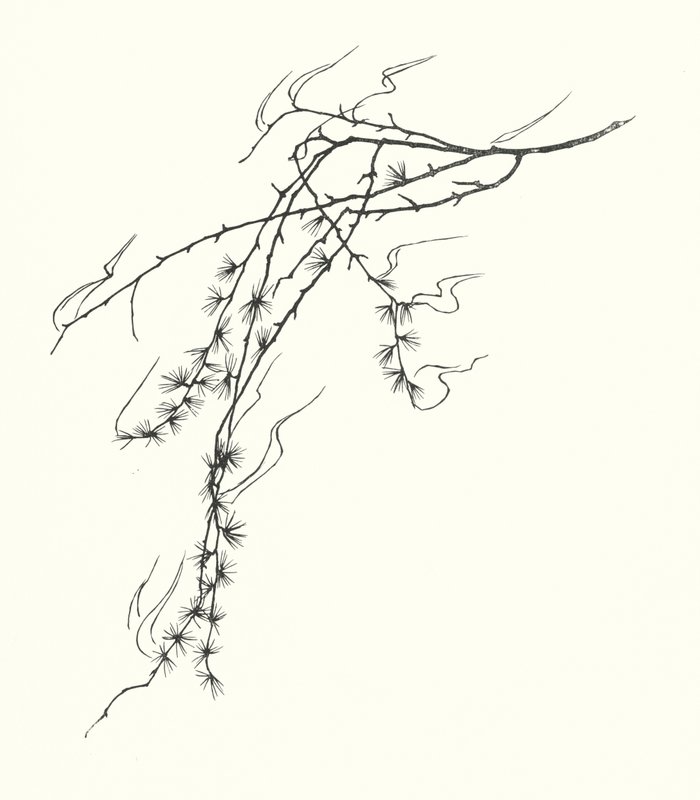 Sylwetka Johanny Beckmann (litografia) autorstwa Johanna Beckmann