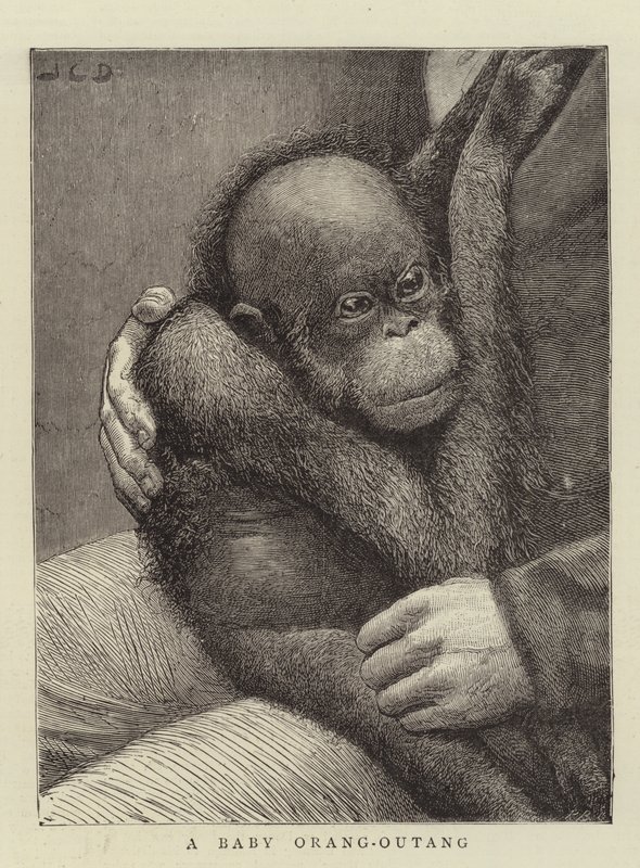 Mały orangutan autorstwa John Charles Dollman