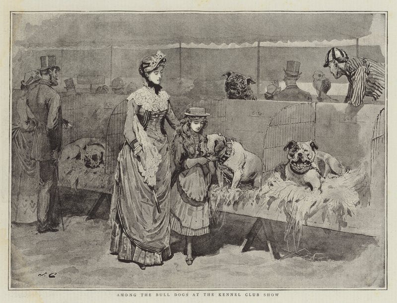 Wśród psów rasy Bull na wystawie Związku Kynologicznego autorstwa John Charles Dollman
