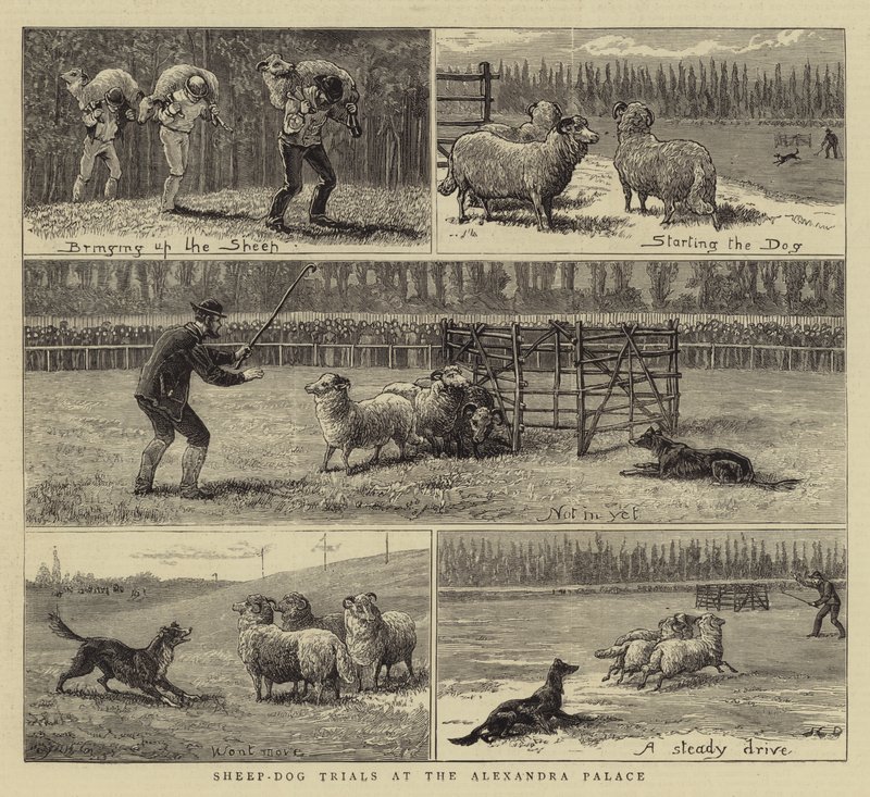 Próby owczarka i psa w pałacu Alexandra autorstwa John Charles Dollman