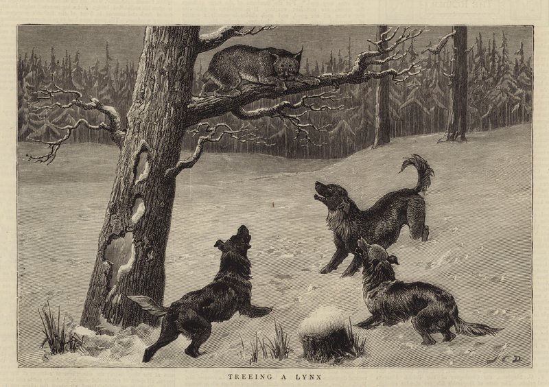 Drzewo rysia autorstwa John Charles Dollman
