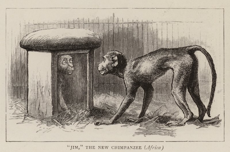 Wędrówki po zoo autorstwa John Charles Dollman