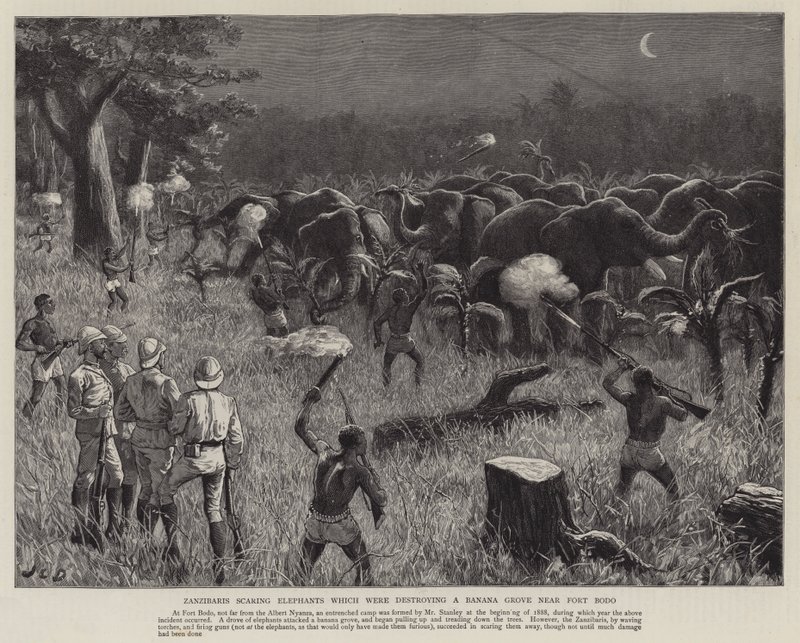 Zanzibaris straszy słonie, które niszczyły Bananowy Gaj w pobliżu Fortu Bodo autorstwa John Charles Dollman