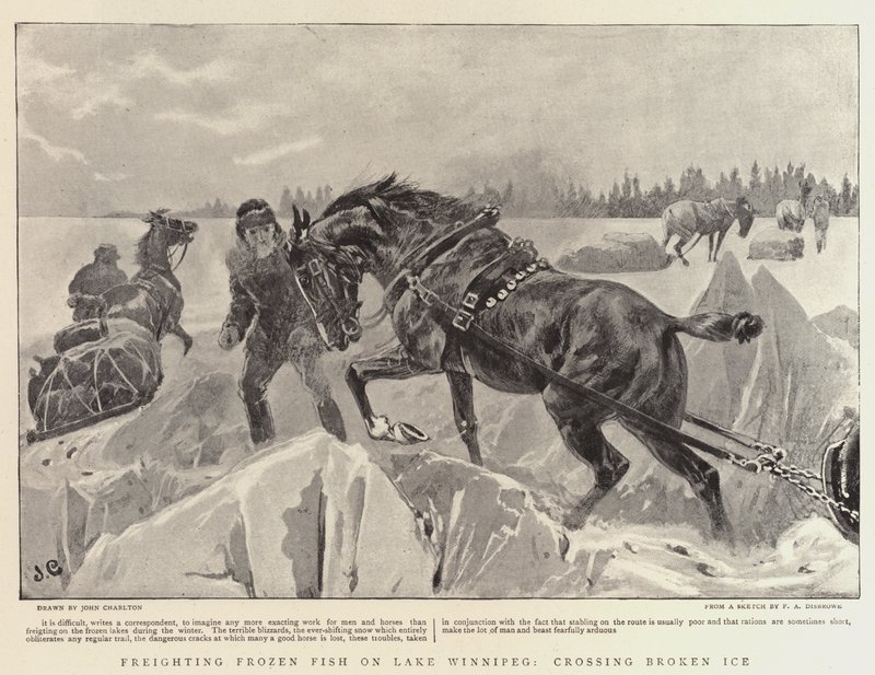 Transport mrożonych ryb na jeziorze Winnipeg, przekraczając Broken Ice autorstwa John Charlton