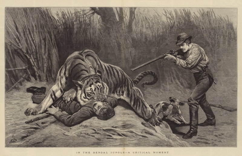 Krytyczna chwila w bengalskiej dżungli autorstwa John Charlton