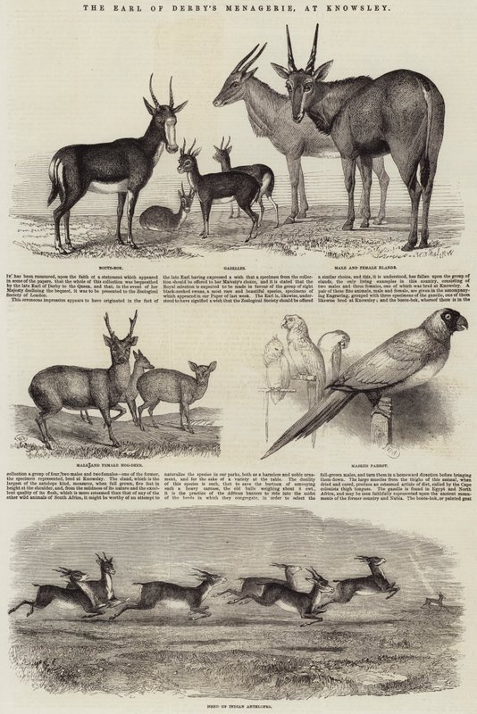 Menażeria hrabiego Derby w Knowsley autorstwa John Wykeham Archer