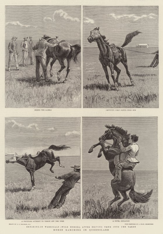 Hodowla koni w Queensland autorstwa John Charles Dollman