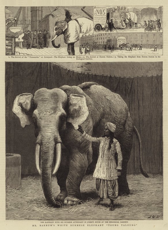 Biały birmański słoń Toung Taloung pana Barnuma autorstwa John Charles Dollman