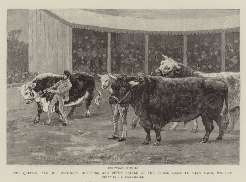 Sprzedaż bydła rasy Shorthorn, Hereford i Devon przez królową w Shaw Farm księcia konsorta, Windsor autorstwa John Charles Dollman