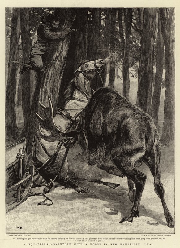 Przygoda lokatora z łosiem w New Hampshire, USA autorstwa John Charlton