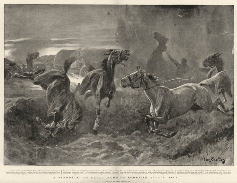 Stampede, zepsuty poranny atak z zaskoczenia autorstwa John Charlton