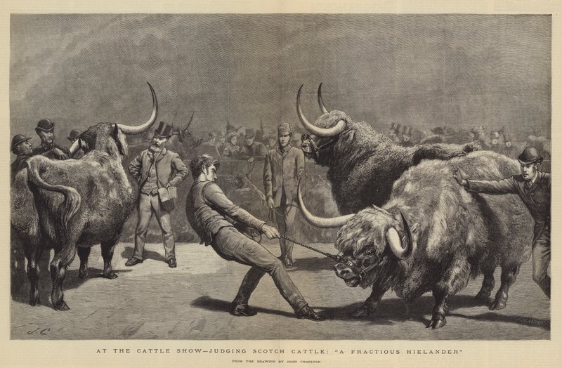 Na Cattle Show, oceniając Scotch Cattle, A Fractive Hielander autorstwa John Charlton
