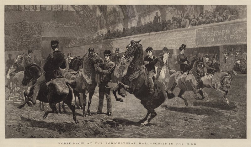 Pokaz koni w Agricultural Hall, kucyki na ringu autorstwa John Charlton