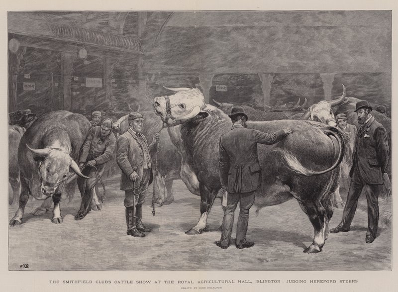 Wystawa bydła Klubu Smithfield w Royal Agricultural Hall, Islington, ocena wołów rasy Hereford autorstwa John Charlton