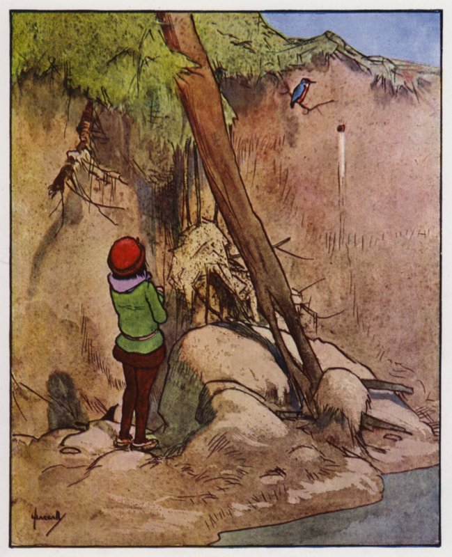 Zimorodek (kolor lito) autorstwa John Hassall