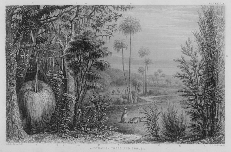 Australijskie drzewa i krzewy (kolorowy grawerunek) autorstwa John Le Keux