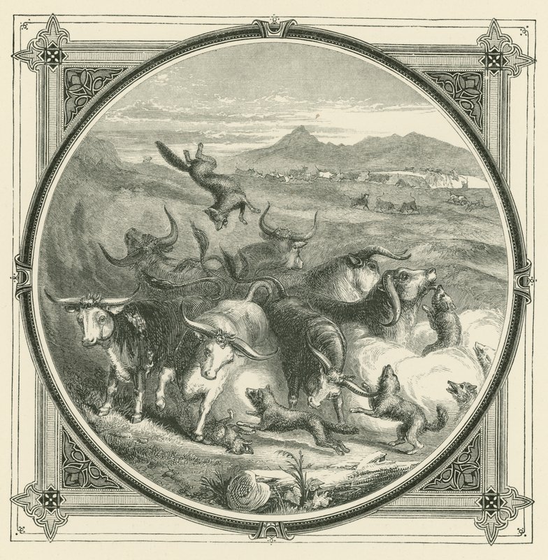 Kiedy wilk nadchodzi, woły przestają walczyć, by zjednoczyć się w samoobronie (rycina) autorstwa John Leighton