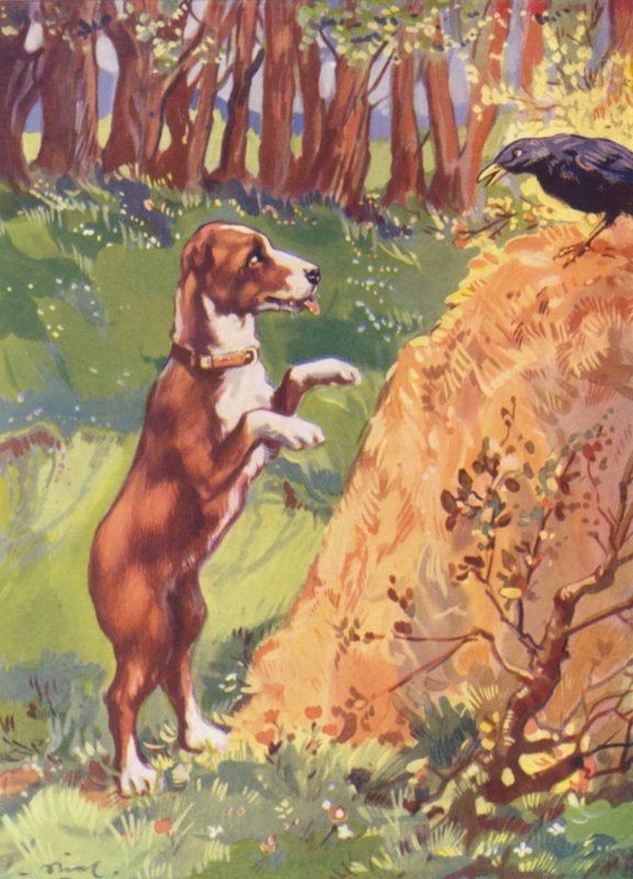 Ilustracja dla Beautiful Joe autorstwa Marshalla Saundersa (kolorowa litografia) autorstwa John Nicholson