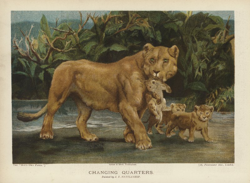 Przebieralnia: lwica poruszająca swoimi młodymi (chromolitho) autorstwa John Trivett Nettleship