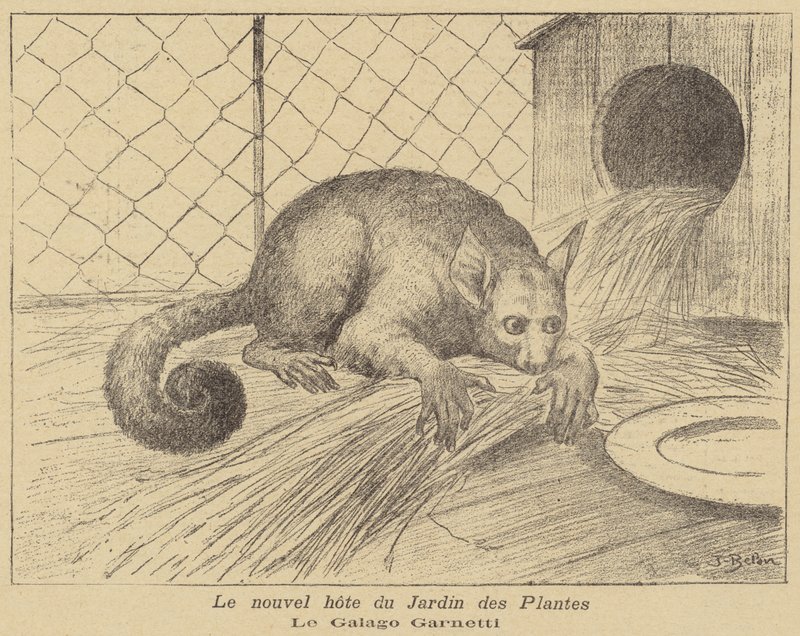 Garnetts Galago, nowy mieszkaniec Jardin des Plantes autorstwa Jose Belon