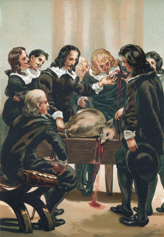 William Harvey demonstruje krążenie krwi autorstwa Josep or Jose Planella Coromina