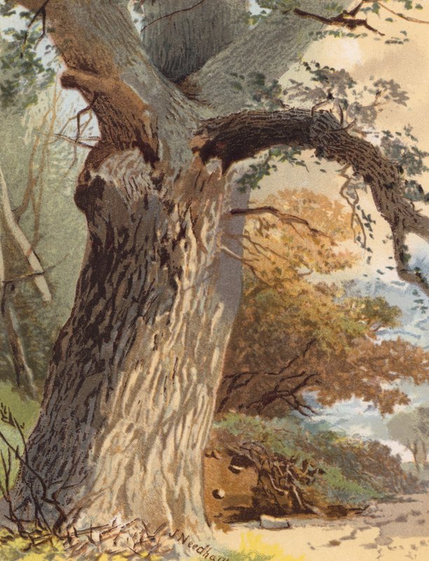 Elm-Trunk (kolorowa litografia) autorstwa Joseph Needham