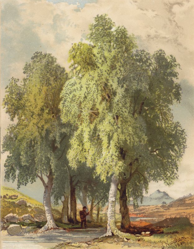 Grupa brzóz (litografia kolorowa) autorstwa Joseph Needham