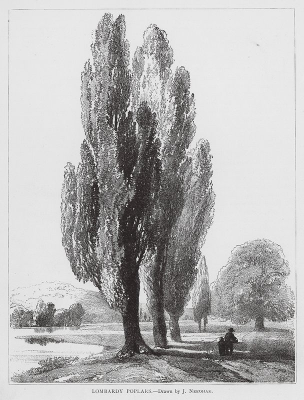 Topola lombardzka (litografia) autorstwa Joseph Needham