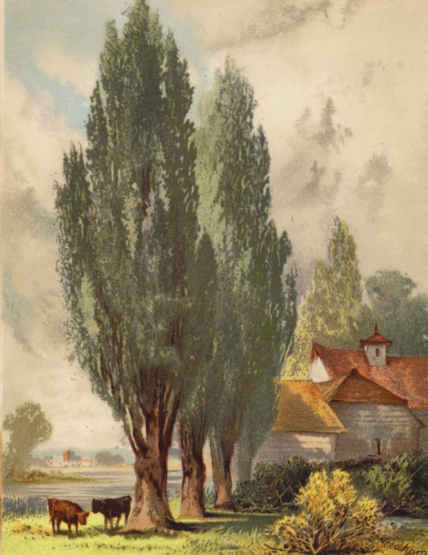 Topole lombardzkie, scena angielska (kolorowa litografia) autorstwa Joseph Needham