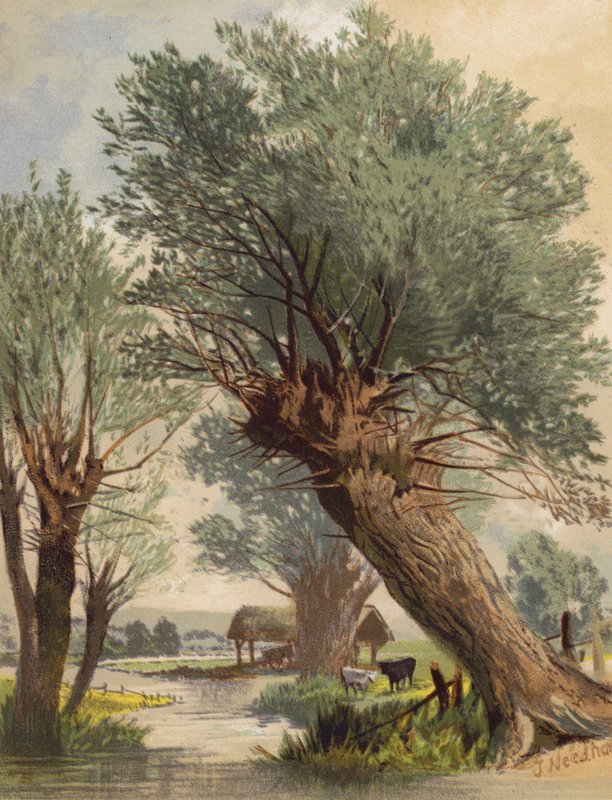 Pollarded Willows (kolorowa litografia) autorstwa Joseph Needham