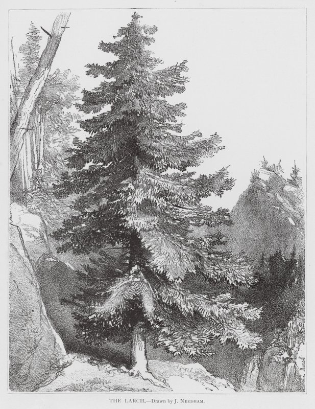 Modrzew (litografia) autorstwa Joseph Needham