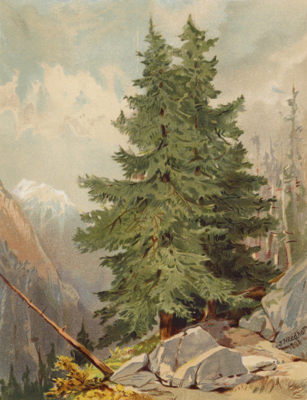 Modrzew, scena alpejska (kolorowa litografia) autorstwa Joseph Needham