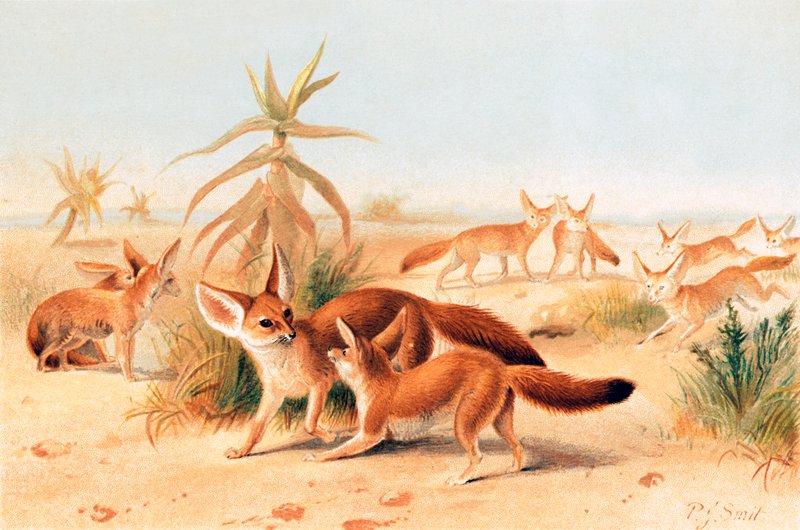 afrykańskie fenki autorstwa Joseph Smit