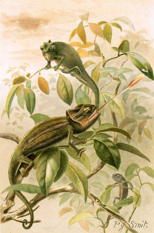 Kameleony autorstwa Joseph Smit