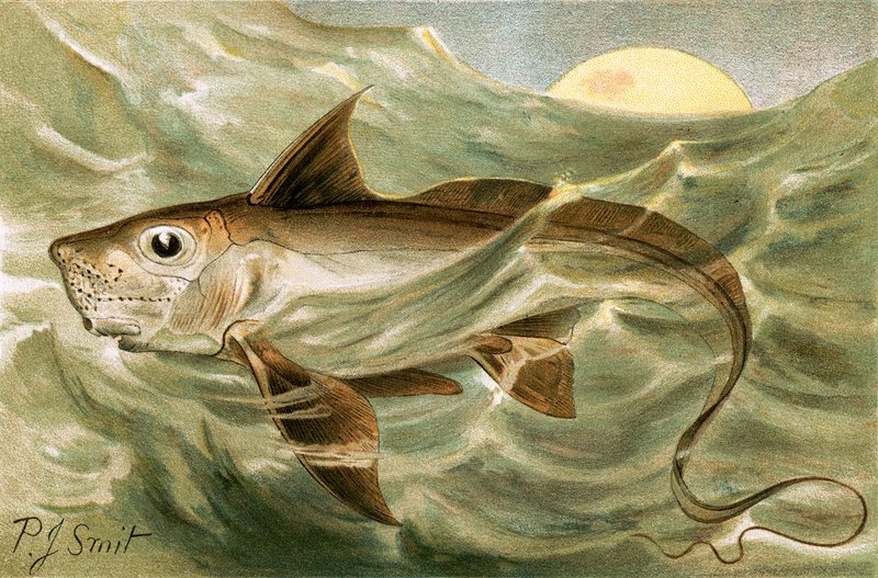 Chimera autorstwa Joseph Smit