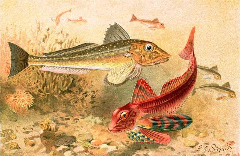 Gurnards autorstwa Joseph Smit