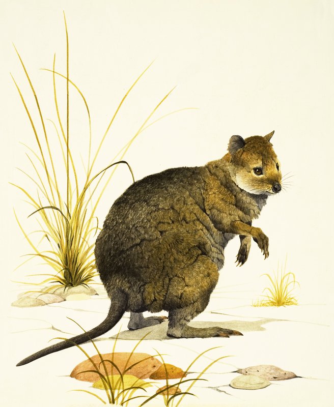 Quokka z Australii, rodzaj kury domowej autorstwa Kenneth Lilly
