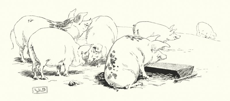Świnia o długim ogonie lub świnia o krótkim ogonie (grawerowanie) autorstwa Leonard Leslie Brooke