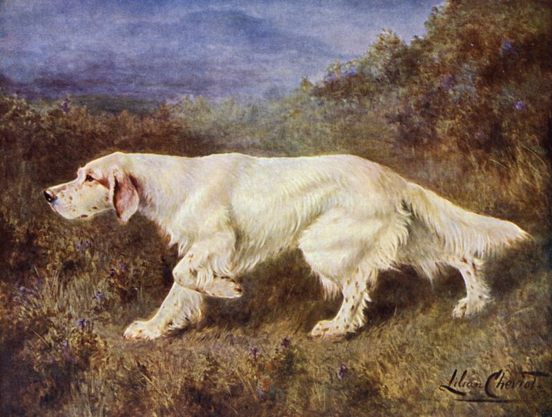 Typowy seter angielski Mallwyd Ned autorstwa Lilian Cheviot