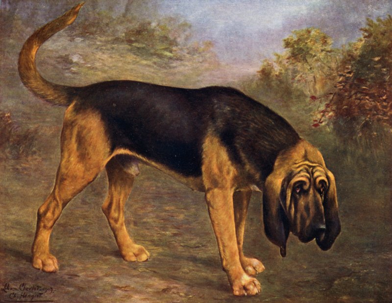 Czempion Bloodhound Hengist autorstwa Lilian Cheviot