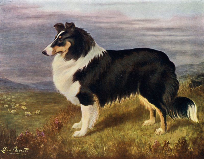 Wielebny Hans F. Hamilton Wcodmansterne Derek autorstwa Lilian Cheviot