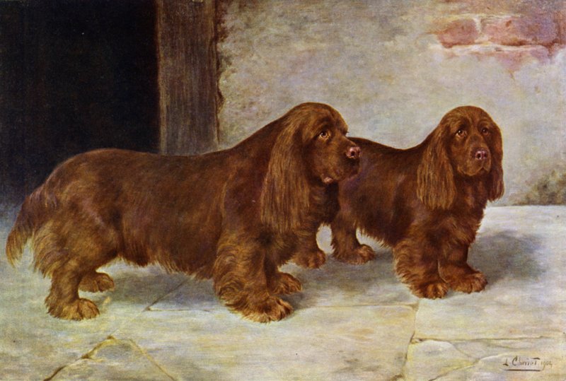 Sussex Spaniele, Champion Rosehill Rock i Champion Rosehill Rag autorstwa Lilian Cheviot