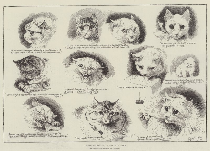 Naukowiec Tyro na wystawie kotów autorstwa Louis Wain