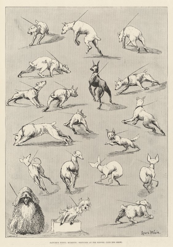 Chwile w naturze, szkice na wystawie psów kynologicznych autorstwa Louis Wain