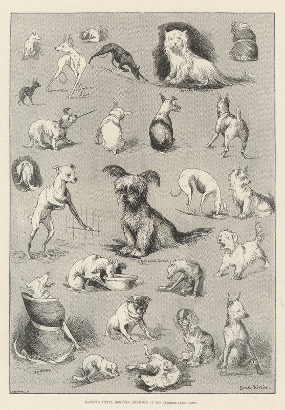 Chwile w naturze, szkice na wystawie Klubu Teriera autorstwa Louis Wain