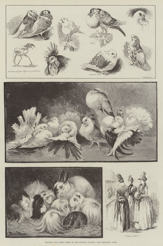 Wystawa drobiu i gołębi w Crystal Palace autorstwa Louis Wain
