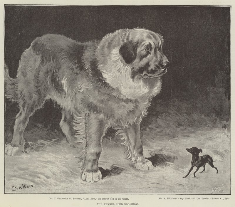 Klubowa Wystawa Kynologiczna autorstwa Louis Wain