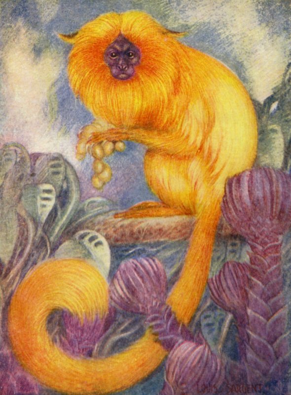 W zoo: Marmoset Monkey (kolor lito) autorstwa Louis Augustus Sargent