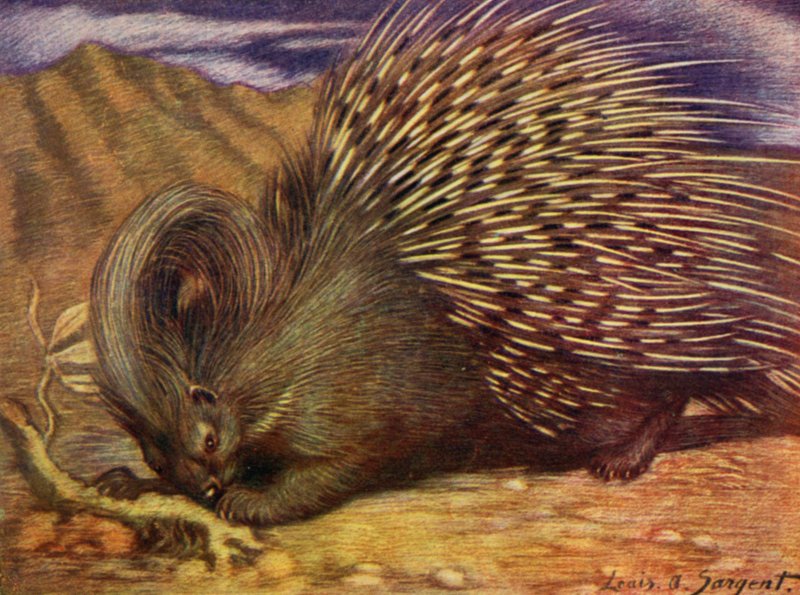 W zoo: Porcupine (kolor lito) autorstwa Louis Augustus Sargent